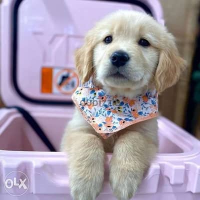 PUPPY Golden Retriever!! Available dog كلاب