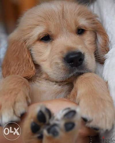 Golden Retriever Puppy Available/ Amazing Dog كلاب