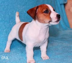 Jack Russell Terrier puppies/Delivery / Available in shop/ dog