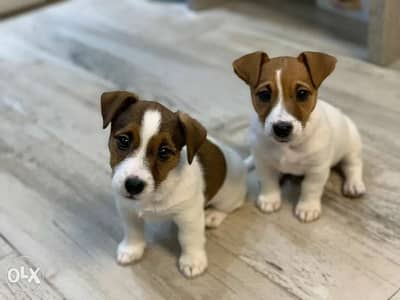 Jack Russell puppies/ DELIVERY/ Available in Shop/ Dog / كلاب