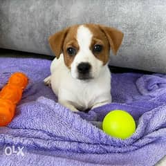 Jack Russell Puppies/ delivery/ available in shop كلاب