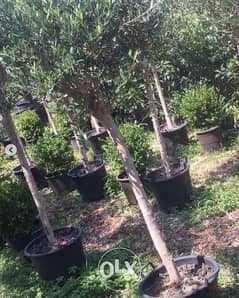 Italian Olive for gardens زيتون إيطالي