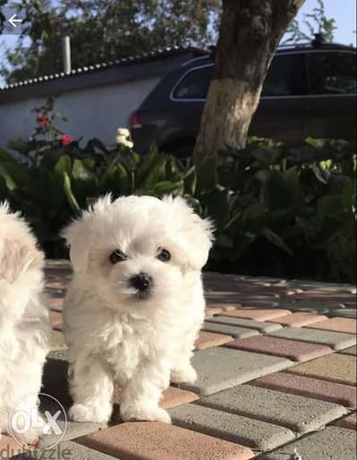 Bichon Small Size Puppies in Store/ dog كلاب