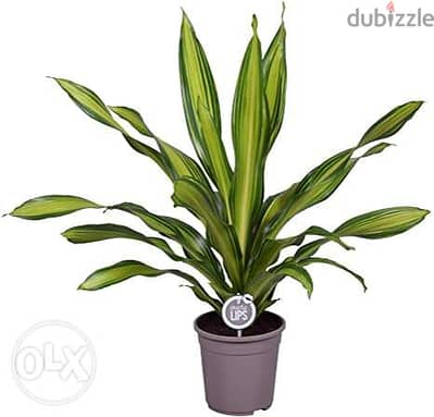 Golden flame dracaena