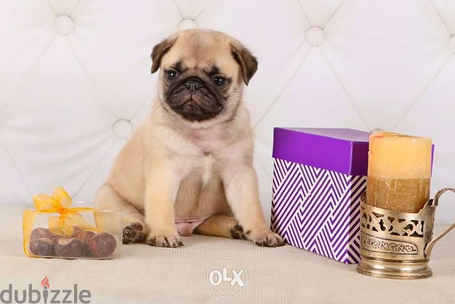 Pug / puppy Dog/ delivery/ كلاب 0