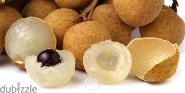 Longan trees from Spain شجر لونغان إسباني