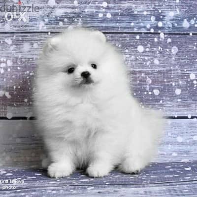 Pomeranian Teacup Full White dog / Puppies كلاب