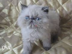 Himalayan Color Point Kitten Available 0