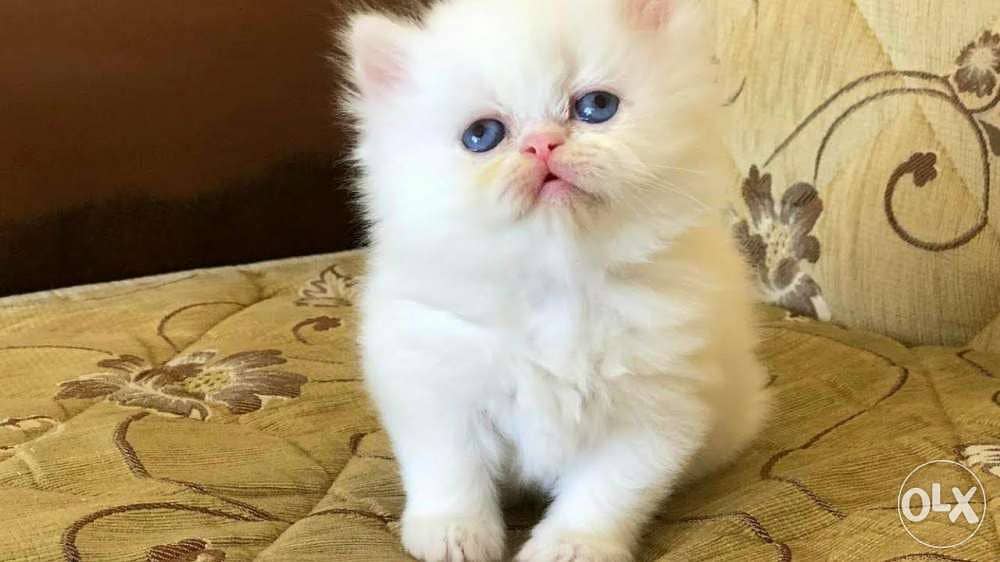 Peke Face Persian White 0