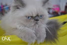 Himalayan Kitten cat cats 0