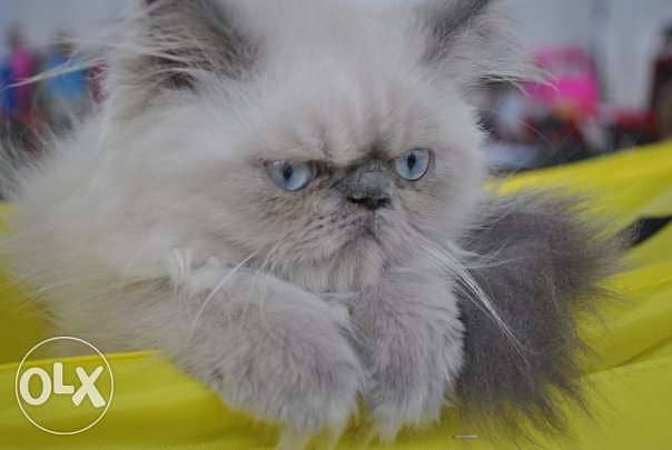 Himalayan Kitten cat cats 0