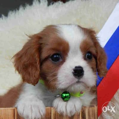 Cavalier King Charles Puppies Available in Shop/ Delivery Dog / كلاب