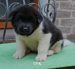 Akita Puppies 0