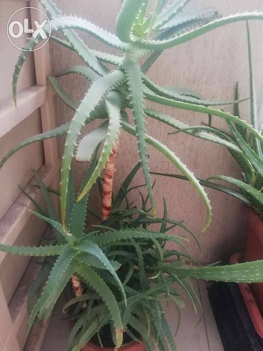 Aloe vera الوفيرا 3
