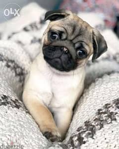 Baby Pug Puppies / dog كلاب 0