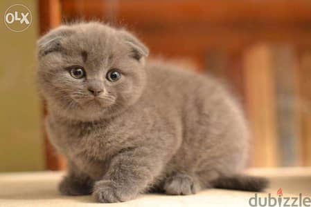 Scottish Grey Short Hair Kittens/ cat قطط