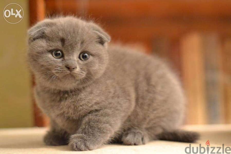 Scottish Grey Short Hair Kittens/ cat قطط 0