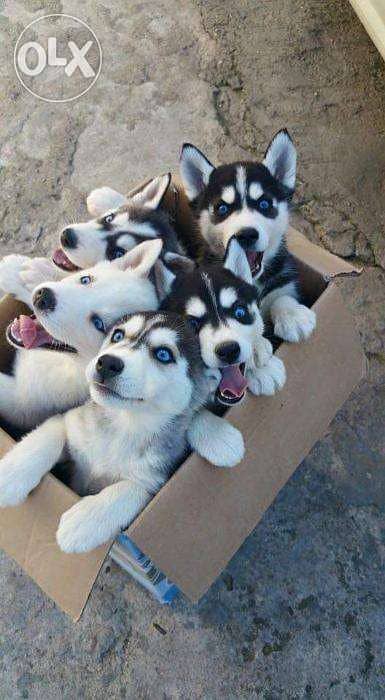 Husky Puppies/ All Colors