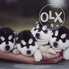 Siberian Husky / Puppies // 0