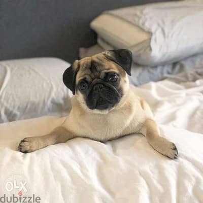 Pug