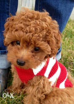 Red / Brown Toy POODLE Puppies available dog كلاب 0