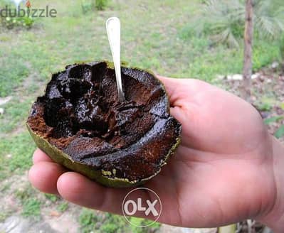 Spanish Black sapote