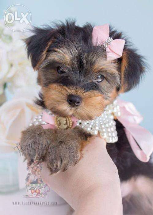 Yorkshire Terrier Mini Dog كلاب puppy 0