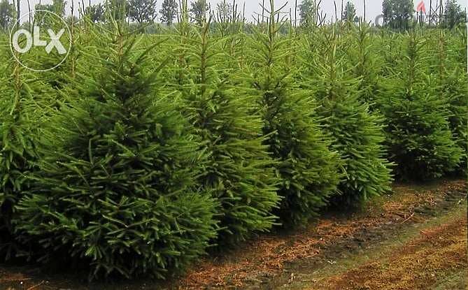 Natural living rooted Christmas tree شجر ميلاد طبيعي 1