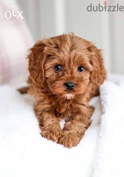 Cavapoo / Baby Cute Puppies dog كلاب