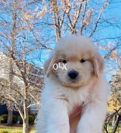 Golden retriever for sale sales olx