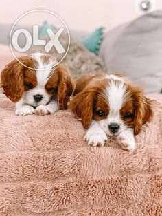 Cavalier King Charles0 High Quality