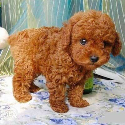 High Quality Toy Poodle Puppies Available in Store!