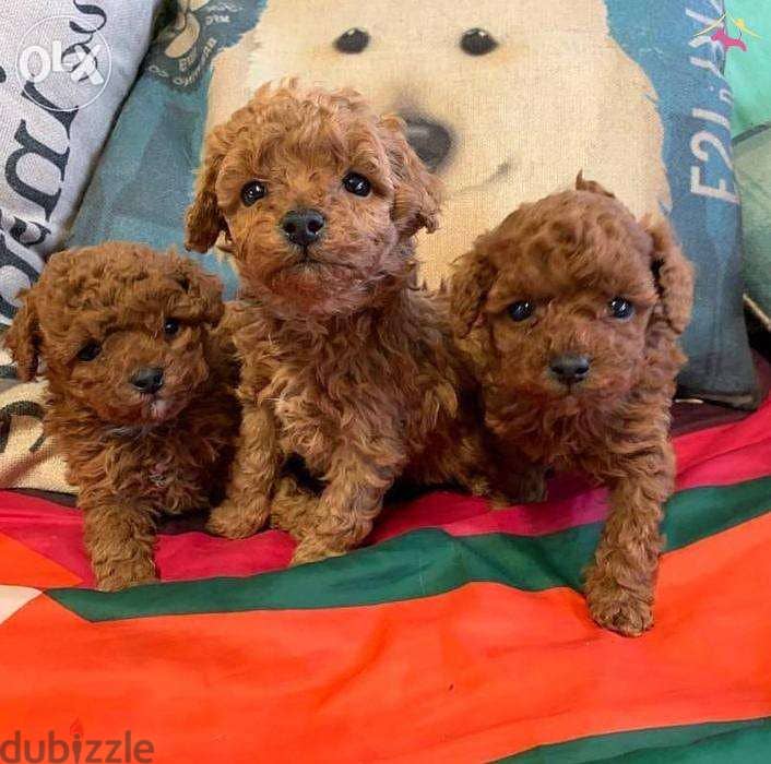 Miniature Poodle Puppies 0