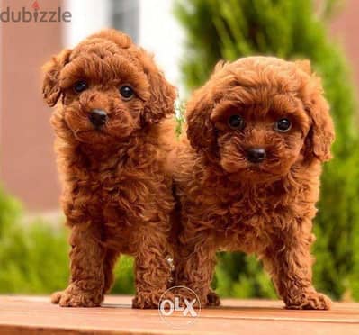 Red Toy Poodle - Puppies Imported / dog كلاب