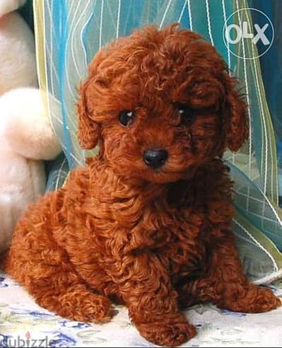 Dark Red Toy Poodle DELIVERY dog كلاب