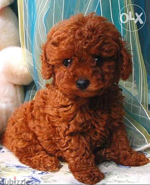 Dark Red Toy Poodle DELIVERY dog كلاب 0