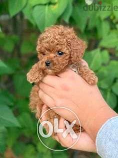 Poodle Puppies Cute and Lovely dog كلاب