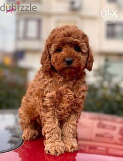 Poodle Puppies Super Cute and lovely Toy - Small dog كلاب