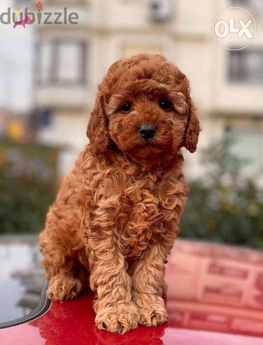 Poodle Puppies Super Cute and lovely Toy - Small dog كلاب 0