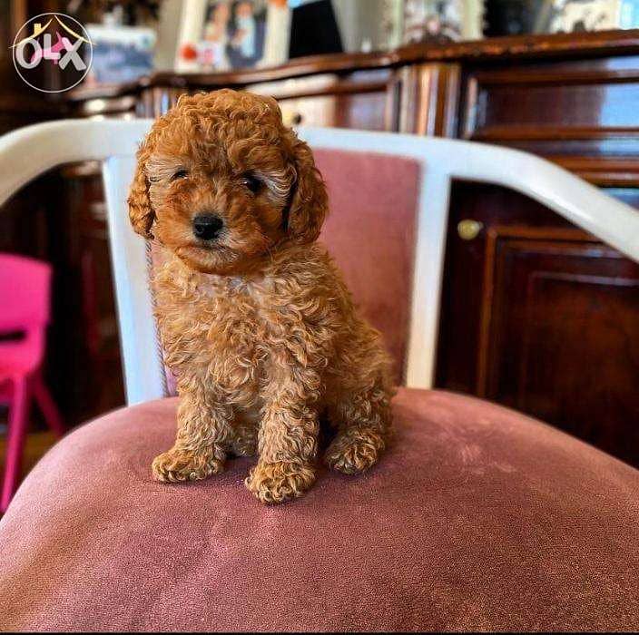 Smart Toy Poodle, Highly Trainable 0