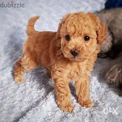 Poodle Toy Puppies Super Smart and lovely dog كلاب