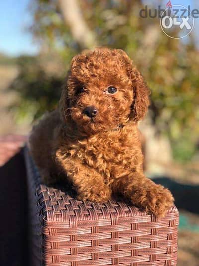 Toy Poodle Available in Shop/ Delivery! Dog / كلاب