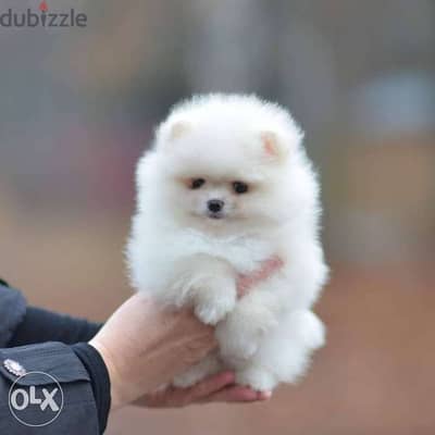 Pomeranian White /available in store/ dog puppies كلاب delivery