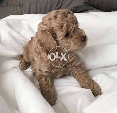 Little Poodleee Cute Small Toy dog كلاب