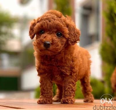 Small Toy Poodle Puppies /Red and cute dog كلاب