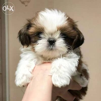 Shih Tzu Cute Puppies /كلاب dog