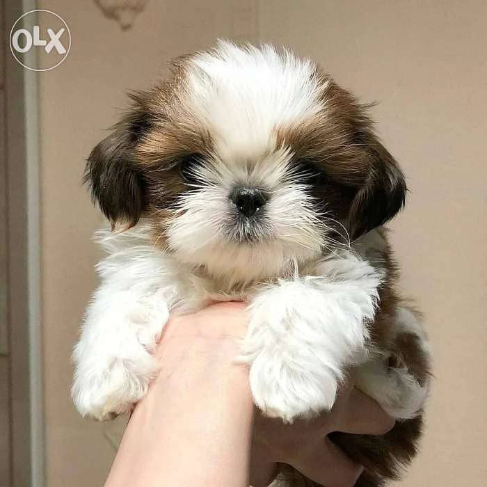 Shih Tzu Cute Puppies /كلاب dog 0