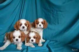 Cavalier King Charles Puppies/ DELIVERY Available in Shop/Dog / كلاب 0