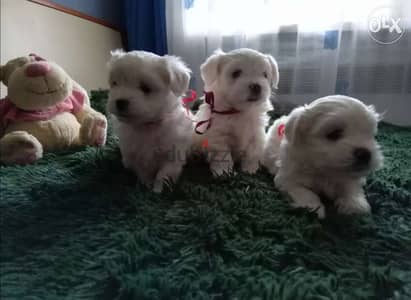 Mini Bichon Maltese / Small Size Puppies