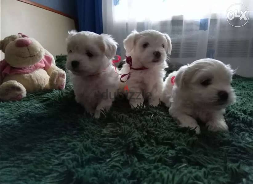 Mini Bichon Maltese / Small Size Puppies 0